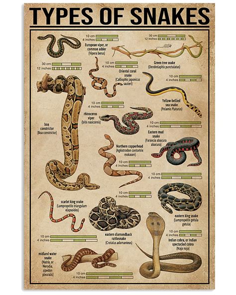 Types Of Snakes Types Of Snake Wilderness Survival Skills Survival