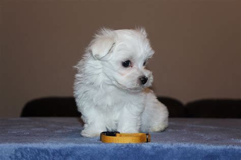 Welcome to maple valley stables and kennels! Maltese Puppies For Sale | Valley View Boulevard Northwest ...