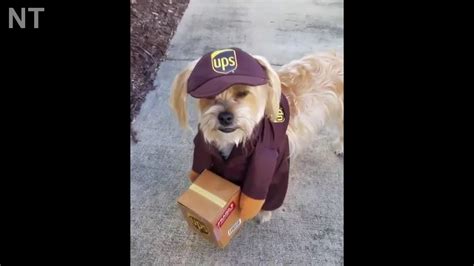 Hilarious Ups Dog Costume Best Halloween Dog Costumes Of 2019