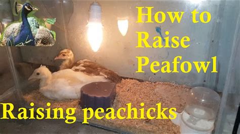 How To Raise Peafowl Raising Peachicks Raising Peacock Chicks Youtube