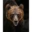 🔥 Epic Grizzly Bear Close Up  NatureIsFuckingLit