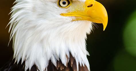 Close Up Photography Of Bald Eagle · Free Stock Photo
