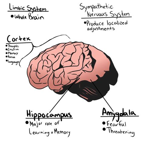 How Trauma Affects The Brain Arvada Argos