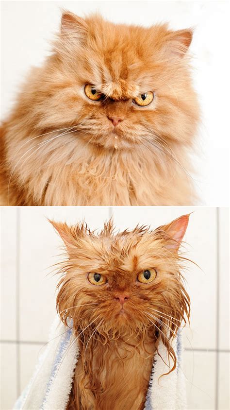 Cats Before And After Bath