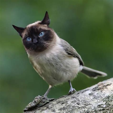 Cats And Birds Are A Perfect Combination 16 Pics