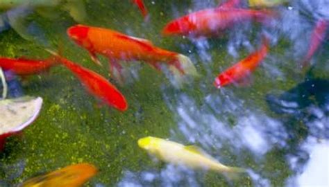 Feel free to post any problems, pictures, or generate discussions. How to Care for a Goldfish Pond During the Winter Months ...