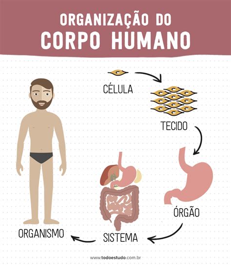 Entenda O Corpo Humano Suas Partes órgãos E Anatomia Artofit