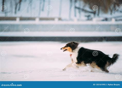 Tricolor Rough Collie Scottish Collie Lassie Dog Fast Running Stock