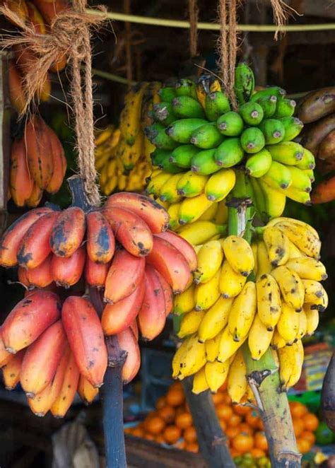 28 Banana Facts Weird And Tasty Guide To Fruit Plant Nutrition And