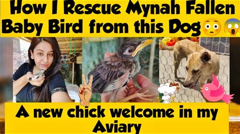 How I Rescue Mynah Bird Chick चिडिया के बचचे को कुतै से बचाया