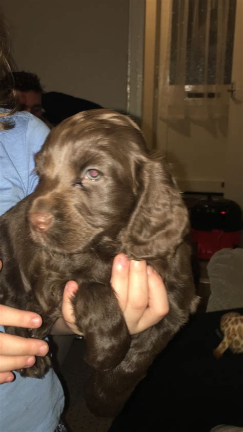 All three ladies are strong enthusiast in color but one. Cocker spaniel puppies | Cocker Spaniel for Sale ...