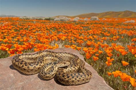 Maybe you would like to learn more about one of these? antelope valley poppy reserve and rattlesnake | Antelope ...