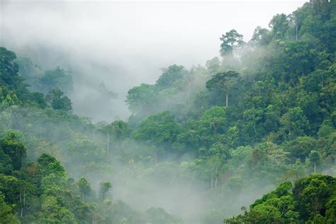 The 10 Largest Rainforests In The World Imp World