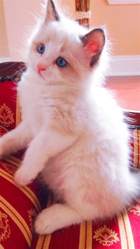 Our New Ragdoll Kitten Oliver Kittens Cutest Cute Cats Pretty Cats