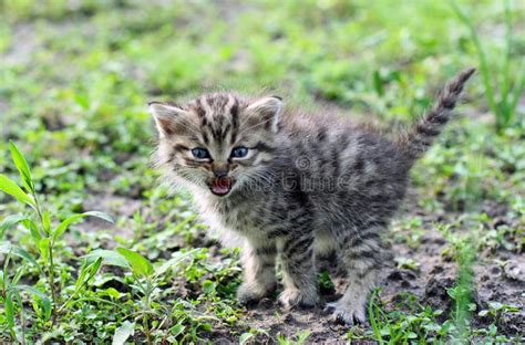 Little Gray Kitten Hissing Stock Photo Image 15015260