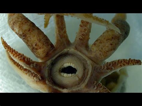 SQUID WITH HUMAN TEETH - YouTube