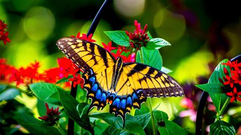 1342297 Butterfly Hd Rare Gallery Hd Wallpapers
