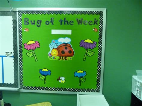 Mrs Pattons Patch Bug Of The Week And More Classroom Photos