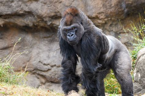 How Strong Is A Gorilla The Largest And Strongest Of The Great Apes