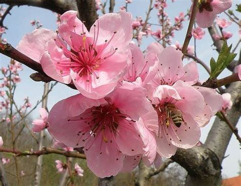 Peach tree, sweet n up. Peach Tree Flowers | Peach blossom tree, Fruit trees ...