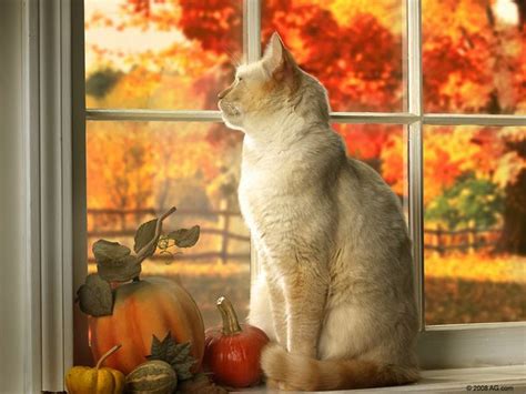 Beautiful Autumn Kitty Cat And A Beautiful Autumn Scene