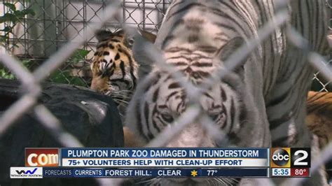 Volunteers Come Out To Help Clean Up The Plumpton Park Zoo Youtube