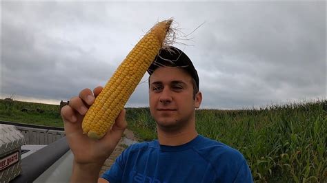 Ears Of Corn And Estimating Yields Youtube