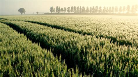 Wallpaper Wheat Fields Trees Fog Morning 2560x1440 Qhd Picture Image