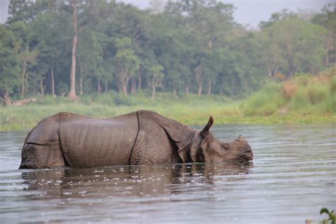 Rhino Conservation In Nepals Chitwan National Park Inside Himalayas