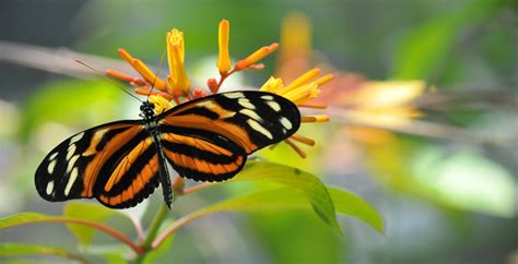 Monarch Butterfly Free Stock Photo Public Domain Pictures