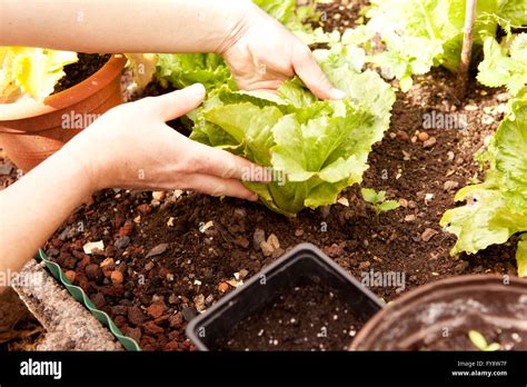 Harvesting Of Lettuces Stock Photo Alamy