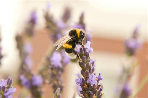 Honey bees are most active during warm weather but they can survive year round. How To Revive Tired Bees | Moral Fibres - UK Eco Green Blog