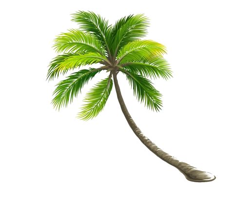 Coconut Tree Png Images Png All Png All