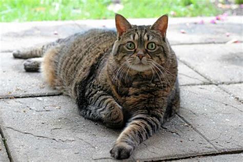 Fat Felines We All Love A ‘chonky Cat But The Online Trend Has To