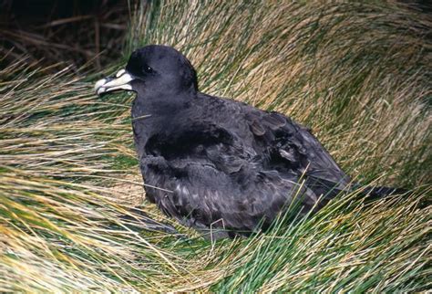 Adult At Breeding Colony New Zealand Birds Online