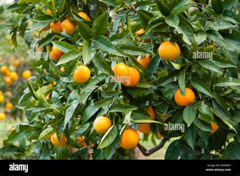 Oranges Valencia Late Orange Tree Valencia Late Citrus Sinensis