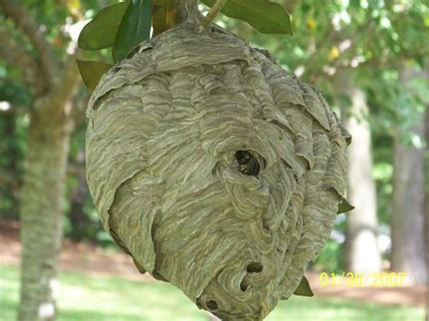 This species of hornet is relatively common in ohio, however, the nest itself is unusual in that the queen did not simply instead, she built the nest all the way up the side of the house, 4 feet in total. Beautiful hornet's nest is as big as a basketball - The Virginian-Pilot
