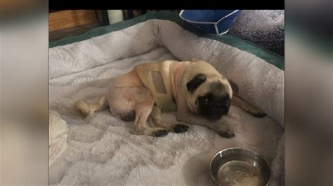 Pugsleys Leg Repair After Being Hit By A Car By Midwest Pug Rescue