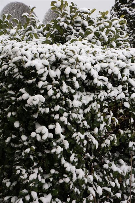 Hedge With Snow Closeup Stock Image Image Of Flourishing 113175485