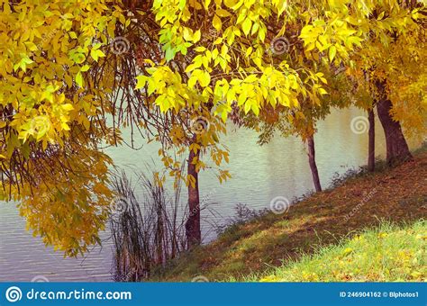 Yellowing Autumn Tree Leaves At The Tisza River In Hungary Fall Season