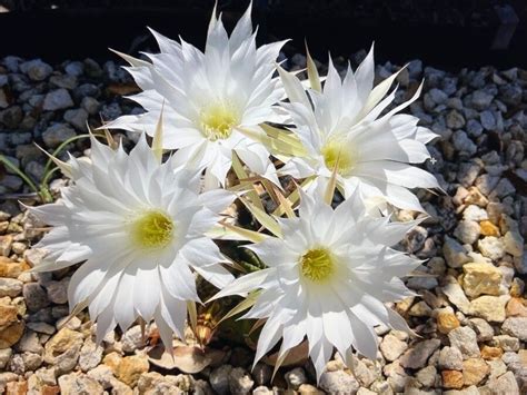 Echinopsis Subdenudata Cárdenas Easter Lily Cactus World Flora Pl