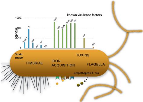 E Coli Virulence Gene Transcript Levels During Human Uti A Results Download Scientific