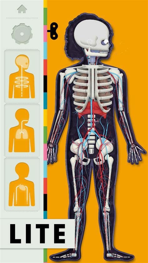 The Human Body Lite Human Body App Human Body Model Human Body