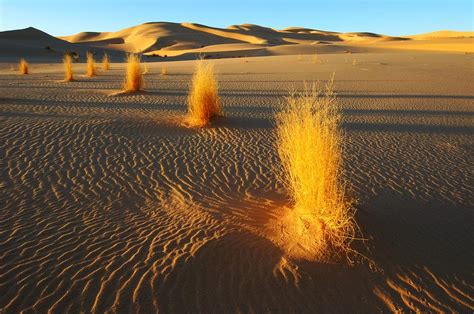 Desert Plants Algerian Sahara Photograph By Science Photo Library Pixels