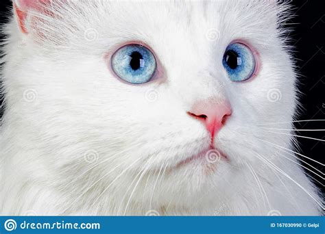 Adorable Persian Cat With Blue Amazing Eyes Stock Photo