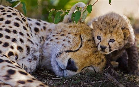 Cheetahs Cubs Two Sleep Animals Cheetah Cubs Hd Wallpaper Pxfuel