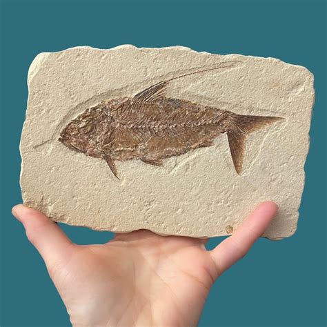 Geoclassics Fossil Fish ~ Nematonotus Longispinus ~ Lebanon