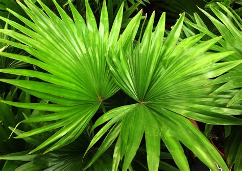 The Chinese Fan Palm A Comprehensive Guide