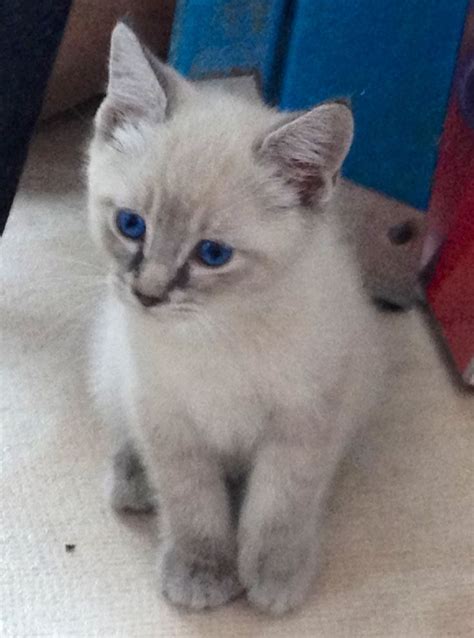 Manx And Siamese Mix Kitten No Tail Just A Little Gray Nubbin