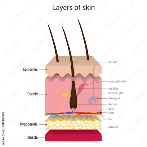 Layer Of Human Skin Vector Epidermis Dermis Hypodermis And Muscle